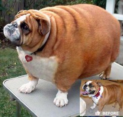 morbidly-obese-bulldog-before-and-after-the pounds