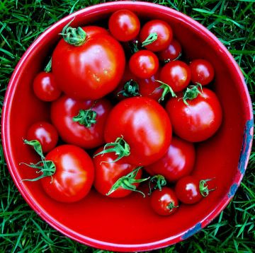 tomato-in-bowl-red