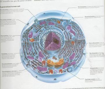 human-cell-one-of-trillions-that-make-body-human