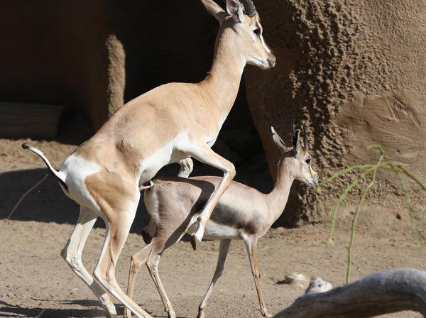 two-deer-burning-off-calories-pose