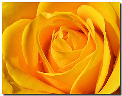 yellow-rose-beautiful-pedals