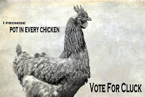 promise-pot-in-every-chicken-vote-for-cluck