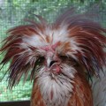 RENOVATING-YOUR-MIND-does-poultry-dirty-bird-that-needs-good-clean-up-prep-chicken-with-too-much-hair-gel