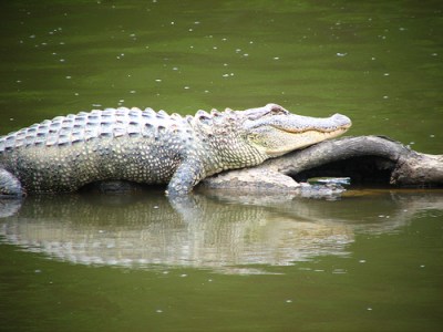 alligator-basking-in-sun-for-vitamin-D-fun