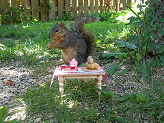 squirrel-up-on-nuts-having