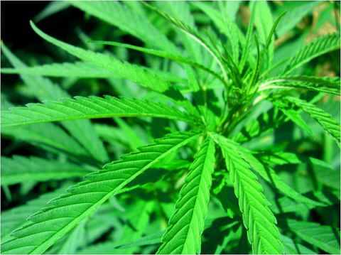 cannabis-plant-displayed-green-weed-beneficial-as-medicine-for-mental-skin-anxiety-diseases