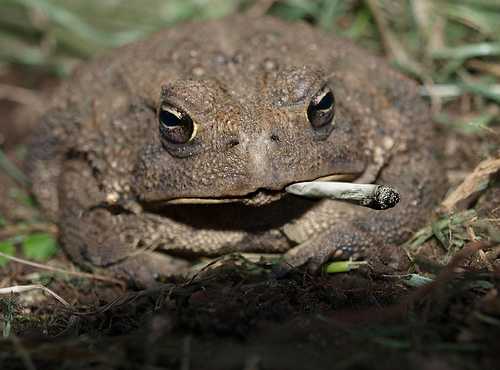 mellow-toad-smoking-cannabis-after-lon