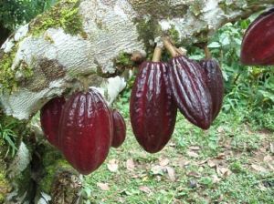 cocoa-bean-pod-hanging-from-tree