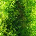 green-edible-seaweed-sea-vegetable-high-in-iodine