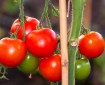 RENOVATING-YOUR-MIND-discusses-health-benefits-of-tomatoes-pic-of-tomatoes-green-red-hanging-on-vine