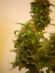 flowering-cannabis-plant-marijuana
